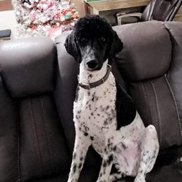 Henry - Poodle