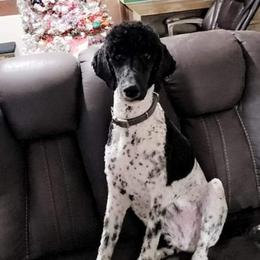 Henry - Poodle