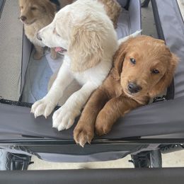 Goldendoodle Puppies from Teddy Grace Doodles
