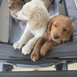 Goldendoodle Puppies from Teddy Grace Doodles