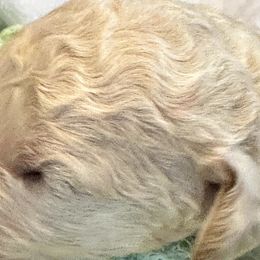 Cupid Lt blue - Goldendoodle puppy from Standard Goldendoodle and Doodles