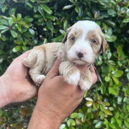 Peter - Red  male Goldendoodle puppy in Calera, Alabama from Red Mountain Minis