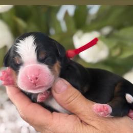 Dash - Tri-color male Bernese Mountain Dog puppy in Yuciapa, California from AlltheDoodlez_