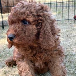 Girl 1 - Apricot female Goldendoodle puppy in Larimer County, Colorado from Puppy Love Doodles