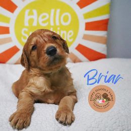 Goldendoodle Puppies from Poppy Doodle Farms