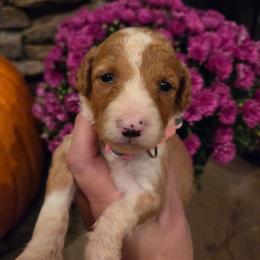 Reba-Female 1 - Cream and white female Aussiedoodle puppy in Mouth Of Wilson, Virginia from Holly Ridge Aussies, Aussiedoodles & Corgis