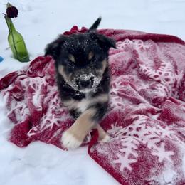 Yang - Black tri-color female Australian Shepherd puppy in Marshfield, Vermont from Discovery Hill Australian Shepherds