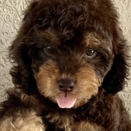 Bernedoodles and Cavapoos from Cascade Springs Doodles