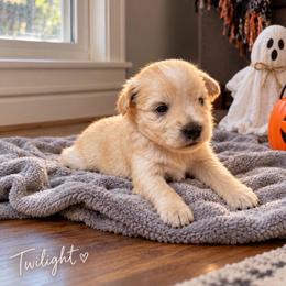 Twilight - Wheaten female Miniature Schnauzer puppy in Daisetta, Texas from Winfree’s Schnauzers