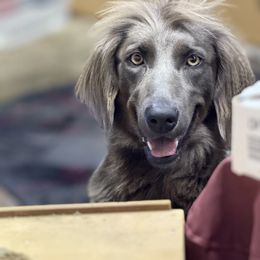 Susie - Long Haired Weimaraner