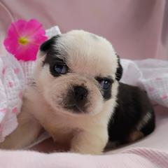 Black and white Panda girl - Black female Pug puppy in Fall Creek, Wisconsin from Heartville Pugs