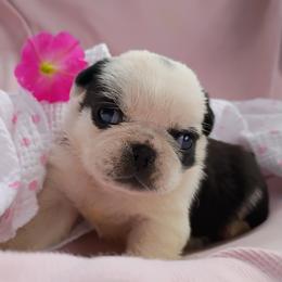 Black and white Panda girl - Black female Pug puppy in Fall Creek, Wisconsin from Heartville Pugs