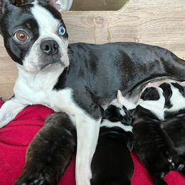 Boston Terriers from Best Bostons
