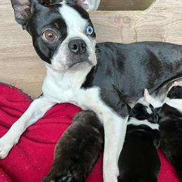 Boston Terriers from Best Bostons