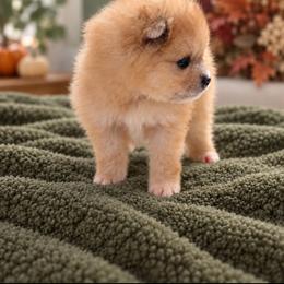 MERLOT - Red sable female Pomeranian puppy in Mobile, Alabama from Cynthia's Poms