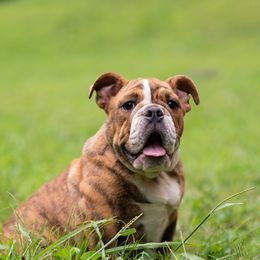 Bulldog Puppies from Brandywine Bulldogs