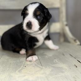Molasses - Black tri male Miniature American Shepherd puppy in Minden, Louisiana from Ironwood Creek