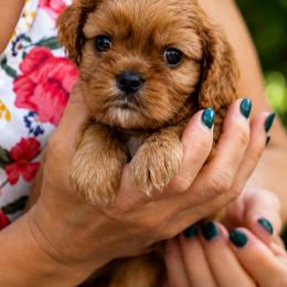 Gus - Ruby male Cavalier King Charles Spaniel puppy in Greensboro, North Carolina from Hyde Park Cavaliers