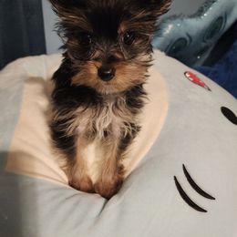 Poodle, Shih Tzu, and Yorkshire Terrier Puppies from Adorable Puppy Paws