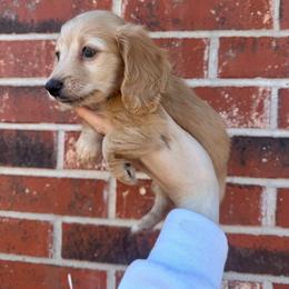 Blue Collar Male - Cream male Dachshund puppy in Grandview, Texas from LF & Co Dachshunds