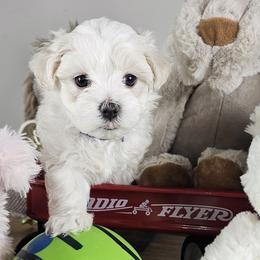 Purple Collar Girl - White female Maltese puppy in Guyton, Georgia from Fluff Town Puppies