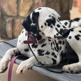 Duchess - Dalmatian