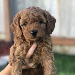 Goldendoodles and Golden Retrievers from Cascade Pups