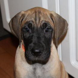 Great Dane Puppies from Daynakin Great Danes LLC