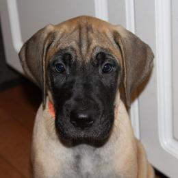 Great Dane Puppies from Daynakin Great Danes LLC