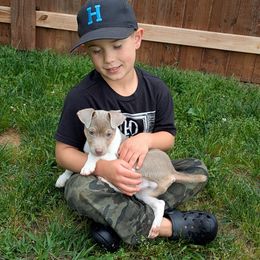 Smokey - Blue white and tan Rat Terrier puppy in Shelbyville, Tennessee from Gems Rat Terriers