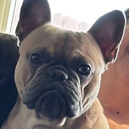 Bruno - French Bulldog