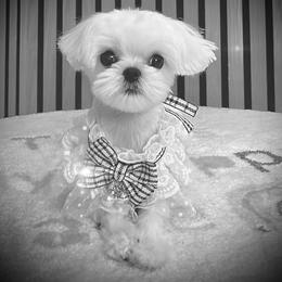 Brooklyn - White female Maltese puppy in Upland, California from Prime Paradise Kennel