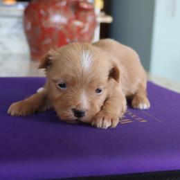 Finch - Red male Havanese puppy in Hamptonville, North Carolina from Alabama Havanese Kennel Tidewater Kennel
