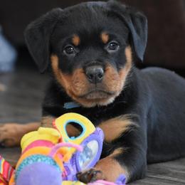 Boy 1 - male Rottweiler puppy in Catawissa, Pennsylvania from Sharp Ridge Rottweilers