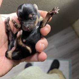 Yorkshire Terrier Puppies from Indiana yorkies