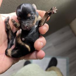 Yorkshire Terrier Puppies from Indiana yorkies