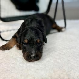 Storm - male Australian Mountain Doodle puppy in Decatur, Illinois from Signature Doodles