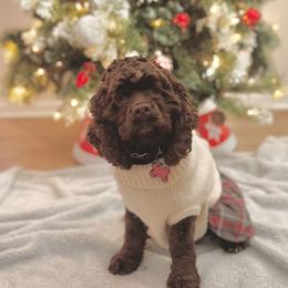 Coco - Cocker Spaniel