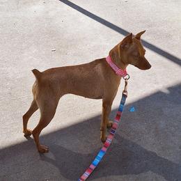 Lina - Miniature Pinscher