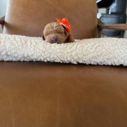 Orange - Apricot female Australian Labradoodle puppy in Ferndale, Washington from Annie's Doodles