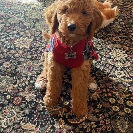 Goldendoodle Puppies from Edge Farm Goldendoodles
