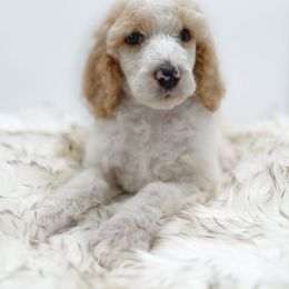 Poodle Puppies from Wild Suns Farm