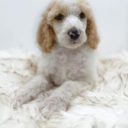 Poodle Puppies from Wild Suns Farm