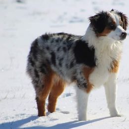 Miniature Australian Shepherds from Missouri's Saucey Aussies