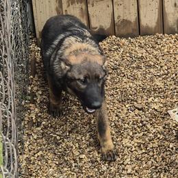 Nimue - Sable female German Shepherd puppy in Murray, Kentucky from Froschwald German Shepherds and Xanadu Teddy Roosevelt Terriers