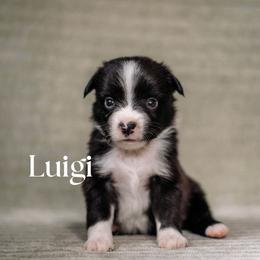 LUIGI - Black & white male Miniature American Shepherd puppy in Puyallup, Washington from FERGI’S GEMINI MAS