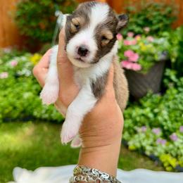 FREEDOM - Sable & white male Toy Shetland Sheepdog puppy in Livonia, Michigan from M7’s Shelties, Toonies & AussieDoodles