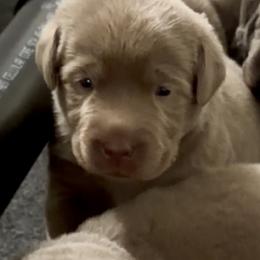 Boy 4 - Chocolate male Labrador Retriever puppy in Fontana, California from Silver Labrador of Southern California