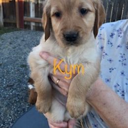 "Our smallest pup!" Golden Retriever Puppies from Karen's Goldens