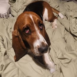 Penny - Basset Hound